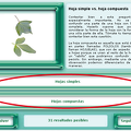 Dicotomias.png