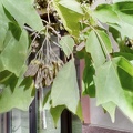 Acer buergerianum hojas