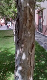 Acer buergerianum tronco
