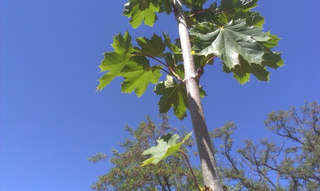 Acer platanoides hojas ramas
