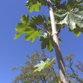 Acer platanoides hojas ramas