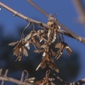 Acer pseudoplatanus frutos
