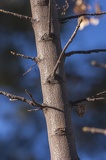 Acer pseudoplatanus ramas
