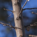 Acer pseudoplatanus ramas