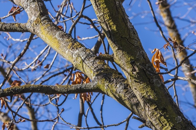 Aesculus hippocastanum ramas