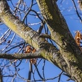 Aesculus hippocastanum ramas