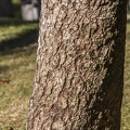 Aesculus hippocastanum tronco