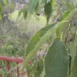 A - Celtis australis