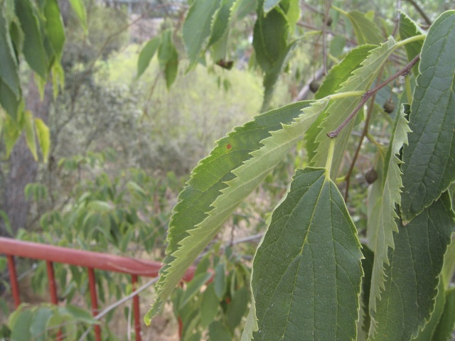Celtis australis hojas