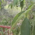 Celtis australis hojas