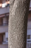 Cercis siliquastrum corteza tronco
