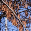 Cercis siliquastrum frutos