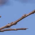 Cercis siliquastrum yemas