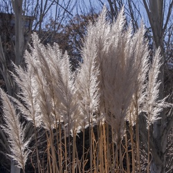 A - Cortaderia selloana