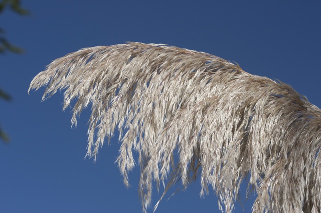 Cortaderia selloana espiga