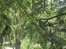 fruto de color marron