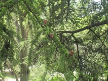 fruto de color marron 2