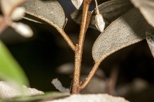 Elaeagnus pungens ramillas hojas