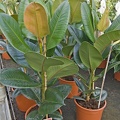 Ficus_elastica.jpg