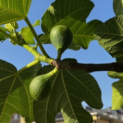 A - Ficus carica