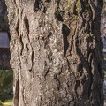 Gleditsia triacanthos corteza tronco
