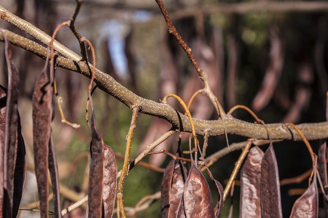 Gleditsia triacanthos frutos colgantes