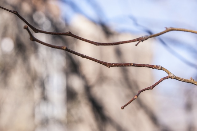 Gleditsia triacanthos ramillas