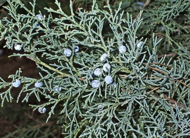 Juniperus_sp.jpg
