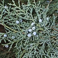 Juniperus_sp.jpg