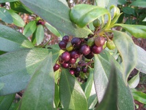 Myoporum_laetum_frutos