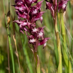 A - Orchis