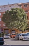Pinus pinea copa