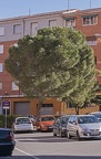 Pinus pinea copa
