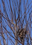 Prunus pissardi ramas ramillas