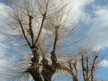 Ulmus pumila ramillas