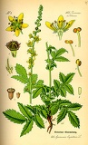 Agrimonia eupatoria