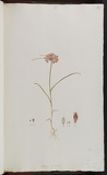 Allium pallens