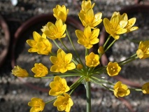 Allium scorzonerifolium