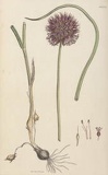 Allium sphaerocephalon