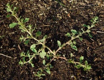 Amaranthus albus