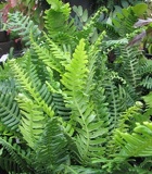 Blechnum spicant