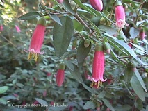 Correa "Dusky bells"