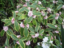 Daphne odora "Aureomarginata"