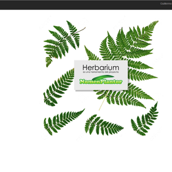A - Herbarium