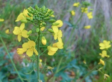 Brassica napus