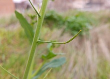 Brassica napus silicua