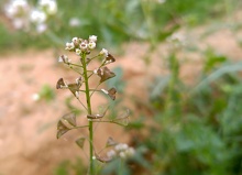 Capsella bursa-pastoris