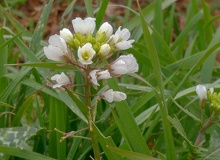 Diplotaxis erucoides flor