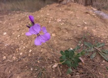 Moricandia moricandioides