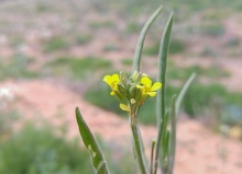 Sisymbrium columnae flor